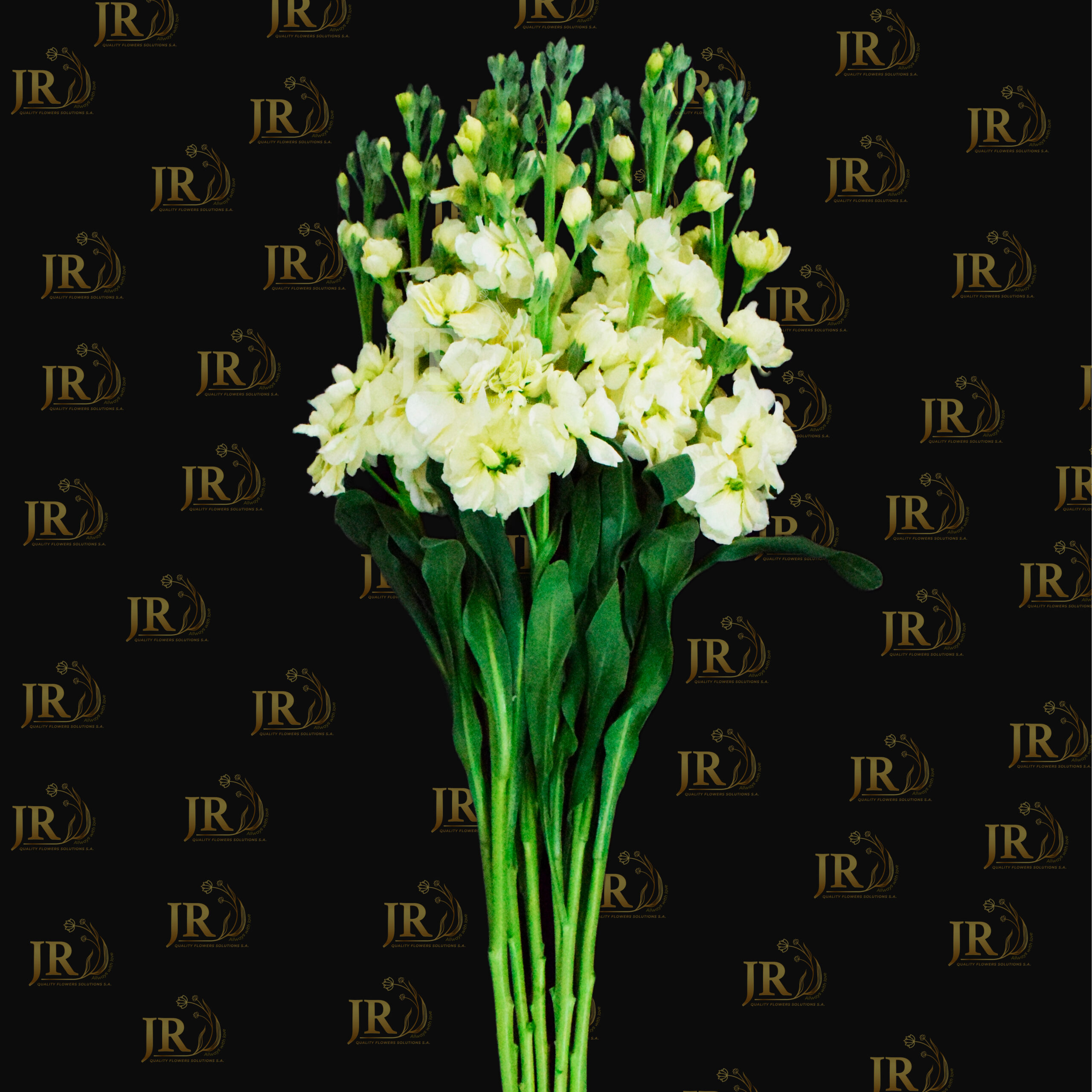1 1