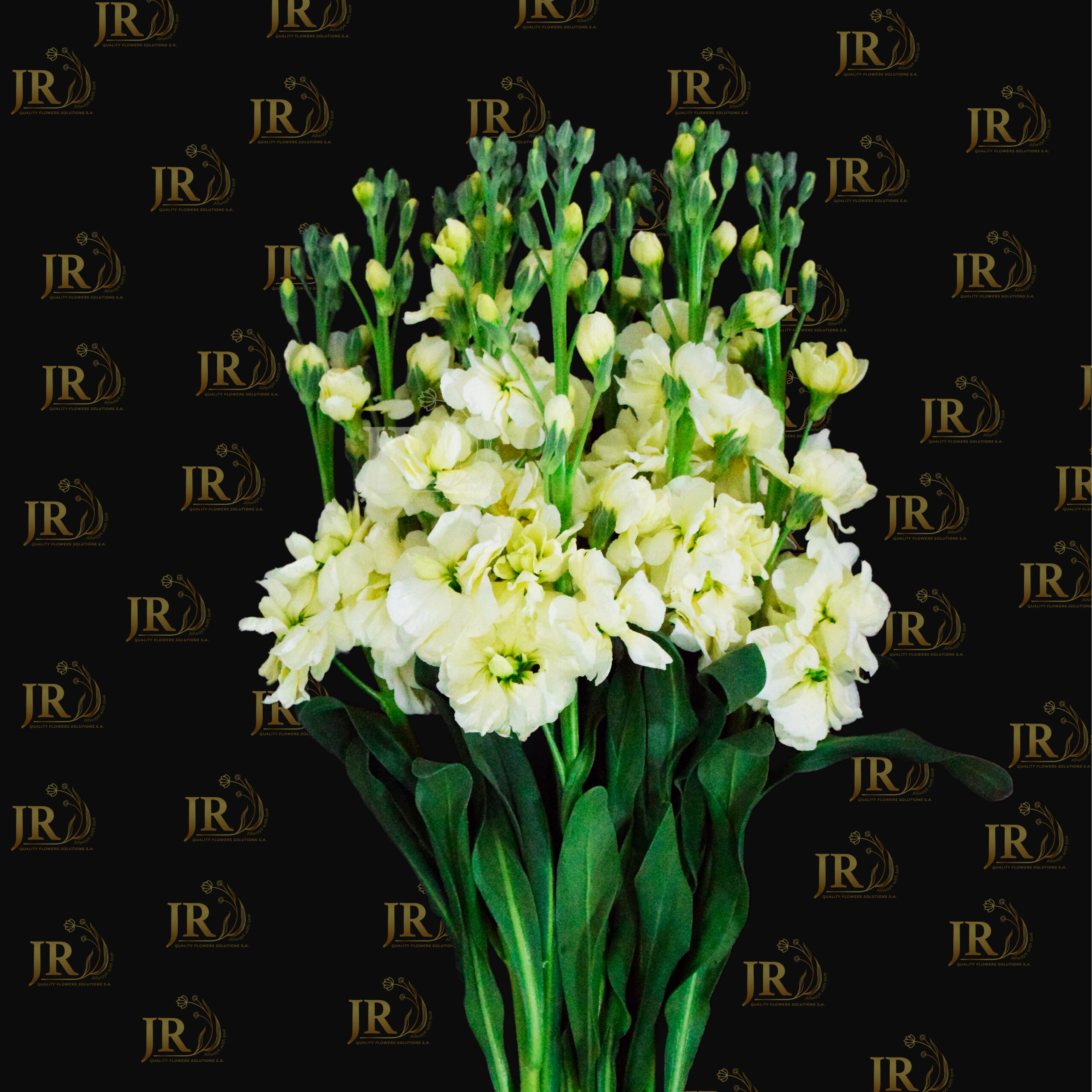 Stock Yellow Cream (Matthiola)